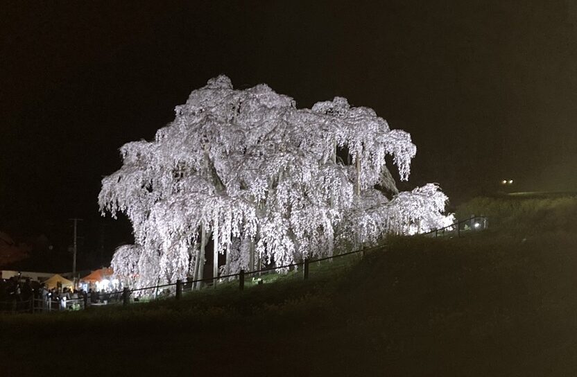 夜桜の滝桜